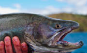 beautyheadshot12lbbulltrout.jpg