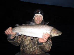 bwild26inches8andahalflbslbcbull.jpg