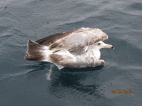 closeupofcaughtseagull2013.jpg