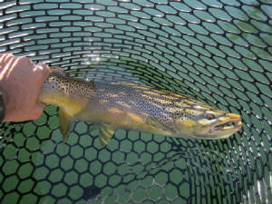 rdnice25inch5andahalflbhookjawwickiup2012.jpg