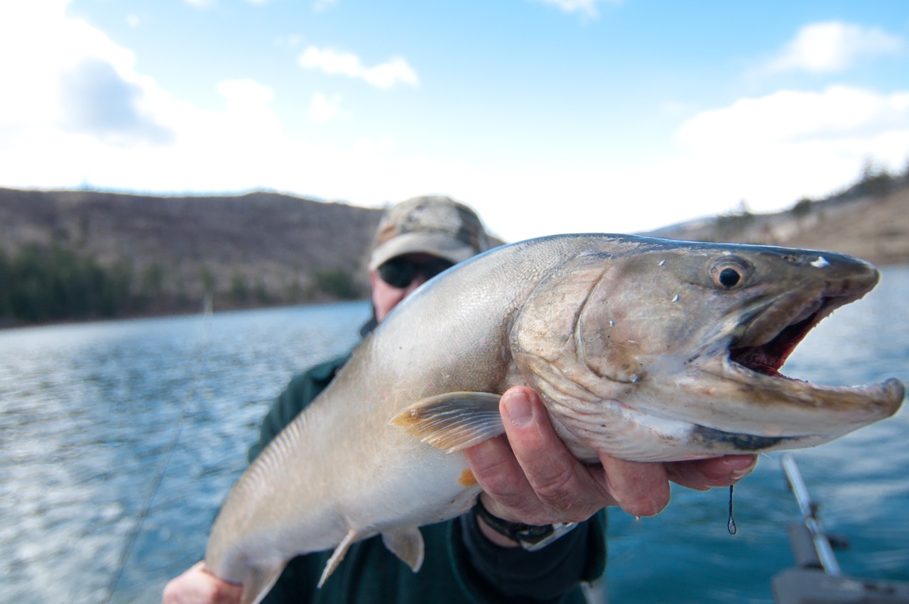 wesmansfieldcloseup26inch8lbbulllbc2013.jpeg